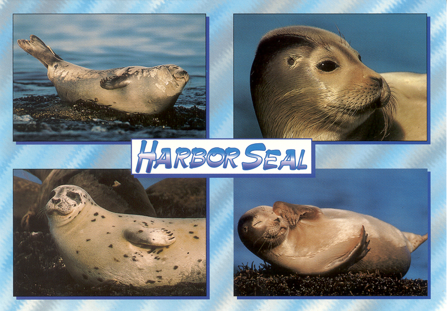 Mediterranean Monk Seal. Mediterranean monk seal,