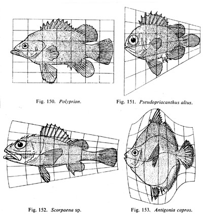 A figure from D'Arcy Thompson's classic book