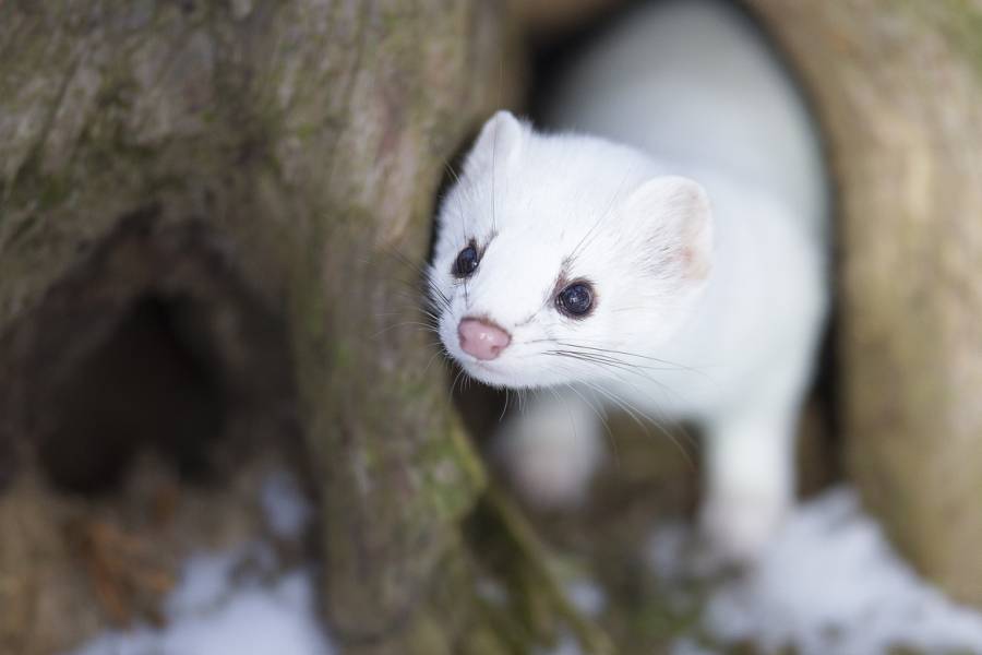 ermine_winter.jpg