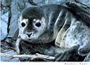 HarborSeal.jpg