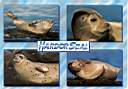 HarborSeal1.jpg