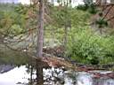 Beaver_Dam.JPG