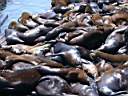 Sea_Lions5.JPG