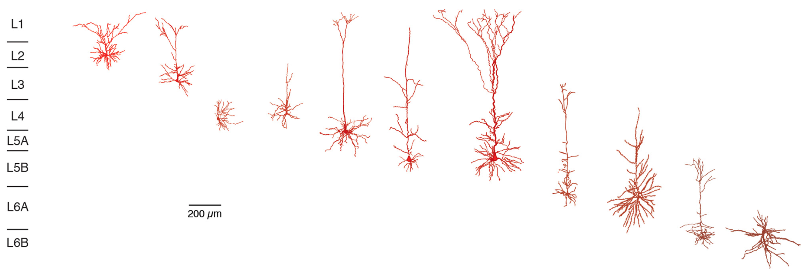 Pyramidal cells